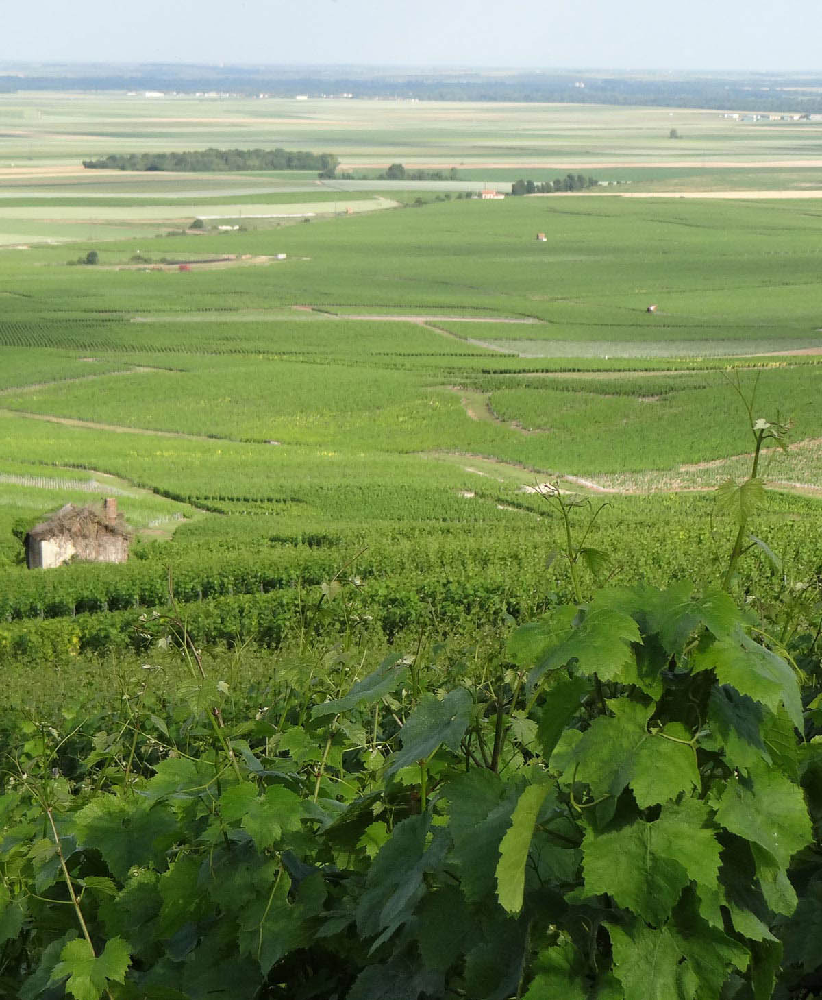 Rolling vineyards of healthy vines